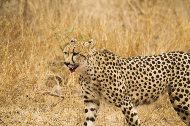 Kruger National Park: de Satara a Olifants - SUDÁFRICA EN EL CORAZÓN (JULIO 2015) (16)