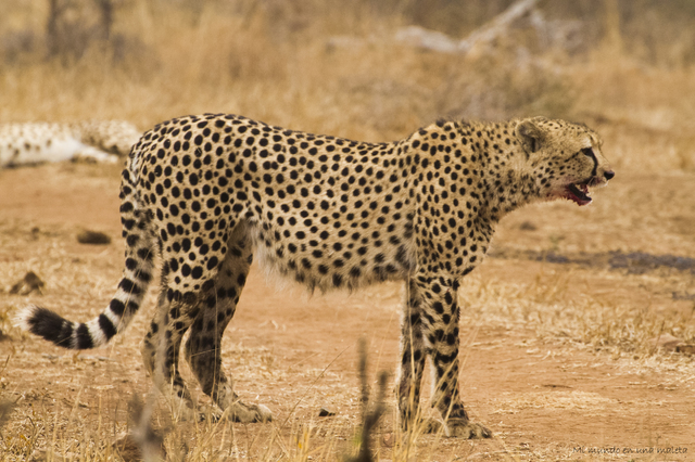Kruger National Park: de Satara a Olifants - SUDÁFRICA EN EL CORAZÓN (JULIO 2015) (14)