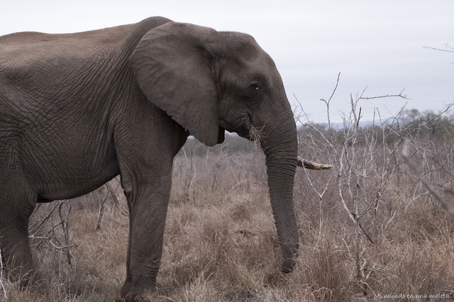 Hlane NP y Kruger National Park: Pretoriuskop - SUDÁFRICA EN EL CORAZÓN (JULIO 2015) (3)