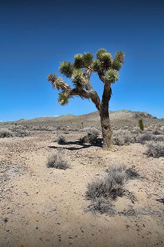 18 días por la Costa Oeste de Estados Unidos: un sueño hecho realidad - Blogs de USA - DIA 7: Bishop – Death Valley – Las Vegas (3)