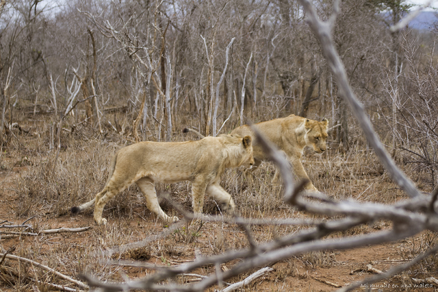 Hlane NP y Kruger National Park: Pretoriuskop - SUDÁFRICA EN EL CORAZÓN (JULIO 2015) (11)