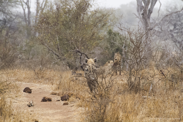 Kruger National Park: de Satara a Olifants - SUDÁFRICA EN EL CORAZÓN (JULIO 2015) (10)