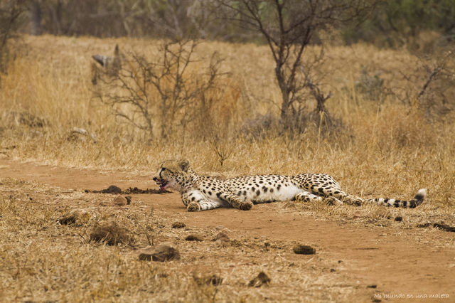 Kruger National Park: de Satara a Olifants - SUDÁFRICA EN EL CORAZÓN (JULIO 2015) (13)
