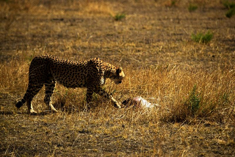 Mis días de safari en Uganda, Kenia y Zanzíbar.. Os lo intento contar - Blogs de Africa Este y Centro - Día completo en el Mara.. qué sitio tan impresionante.. (15)