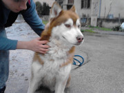 Slika