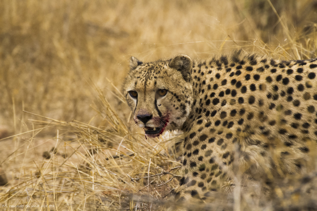 Kruger National Park: de Satara a Olifants - SUDÁFRICA EN EL CORAZÓN (JULIO 2015) (15)