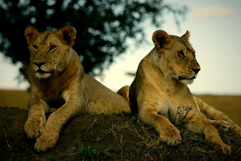 Mis días de safari en Uganda, Kenia y Zanzíbar.. Os lo intento contar - Blogs de Africa Este y Centro - Recorremos Masai Mara de un extremo a otro.. ¡Qué lugar! (40)