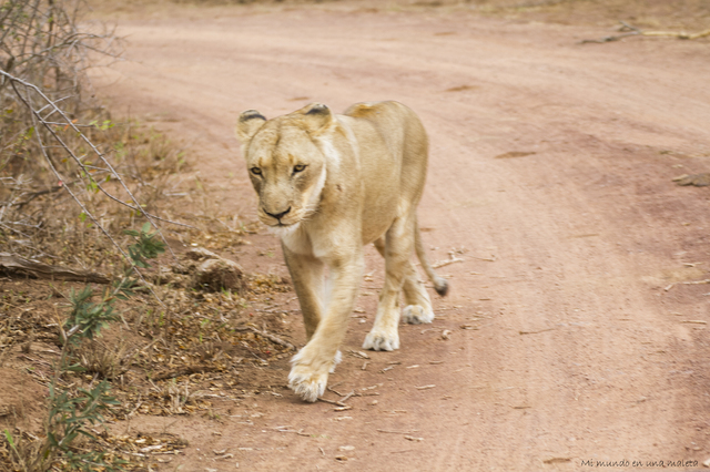 Hlane NP y Kruger National Park: Pretoriuskop - SUDÁFRICA EN EL CORAZÓN (JULIO 2015) (8)