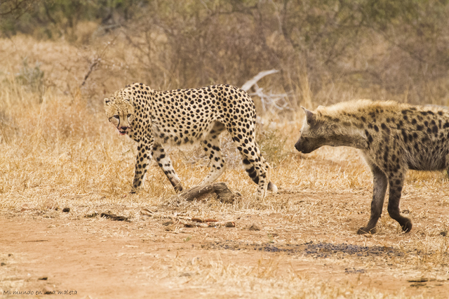 Kruger National Park: de Satara a Olifants - SUDÁFRICA EN EL CORAZÓN (JULIO 2015) (12)