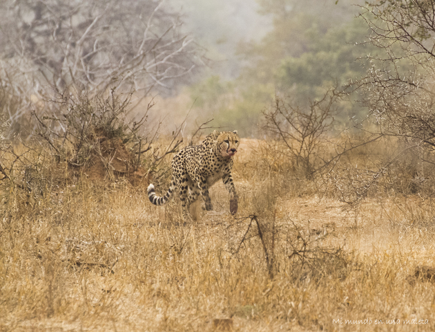 Kruger National Park: de Satara a Olifants - SUDÁFRICA EN EL CORAZÓN (JULIO 2015) (11)