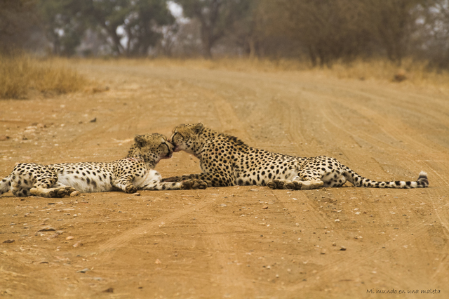 Kruger National Park: de Satara a Olifants - SUDÁFRICA EN EL CORAZÓN (JULIO 2015) (17)