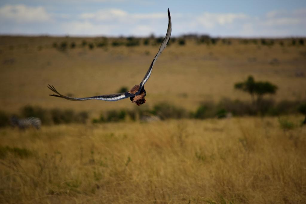 Mis días de safari en Uganda, Kenia y Zanzíbar.. Os lo intento contar - Blogs de Africa Este y Centro - Recorremos Masai Mara de un extremo a otro.. ¡Qué lugar! (15)
