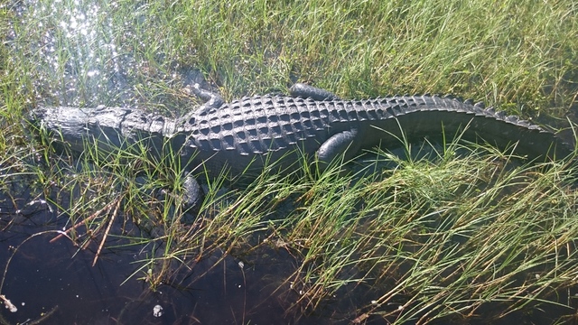 Everglades National Park y Cayo Vizcaíno - Ruta por Florida (2016): 18 días (9)