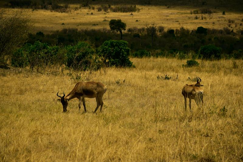 Mis días de safari en Uganda, Kenia y Zanzíbar.. Os lo intento contar - Blogs de Africa Este y Centro - Masai Mara.. Primer contacto (4)