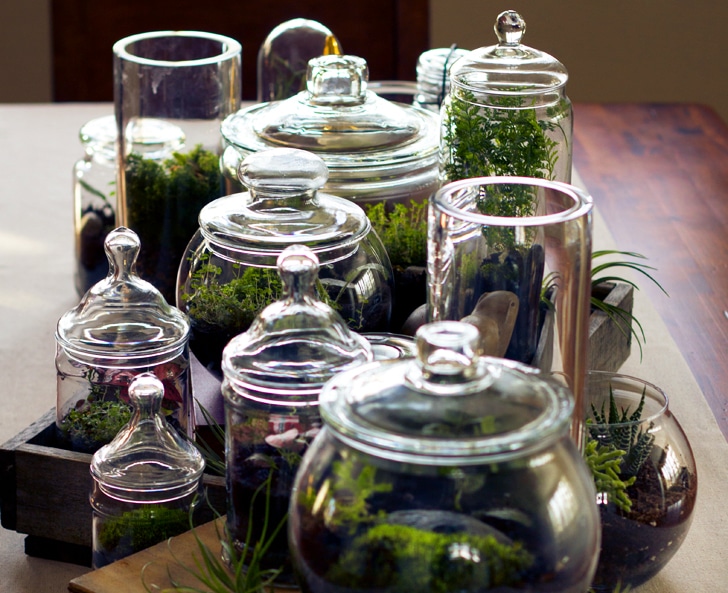 There are a variety of containers you can use as terrariums