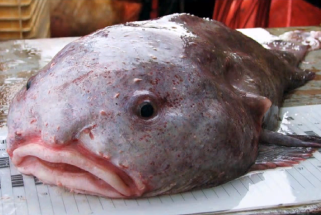 this_blobfish_was_just_voted_the_worlds_ugliest