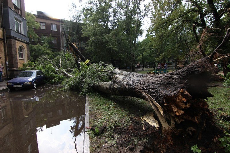 Во дворе упало дерево что делать. Дерево на Металлурге.