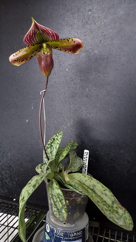 Paph_superbiens_curtisii_1200